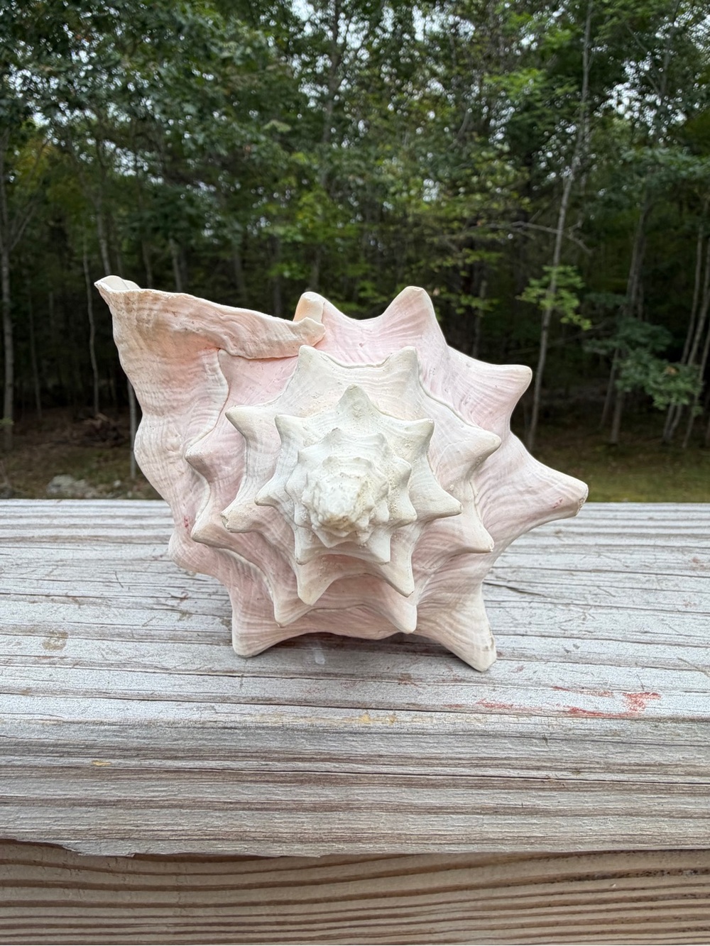 Queen Conch | SeaShell - Picture 10 of 13